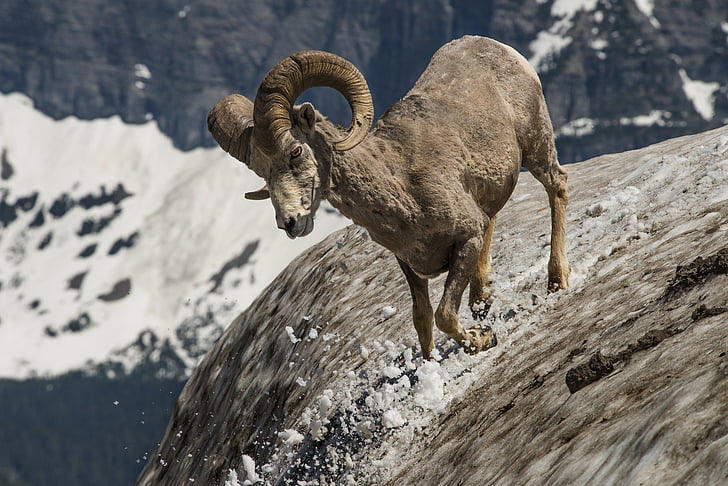 Longhorn, paměť RAM, volně žijící zvířata, Příroda, Hora, sníh, rohy