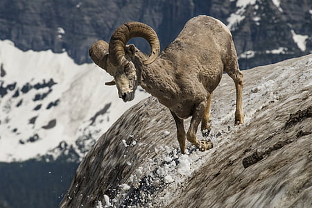 Longhorn, pamięci RAM, dzikich zwierząt, Natura, góry, śnieg, rogi