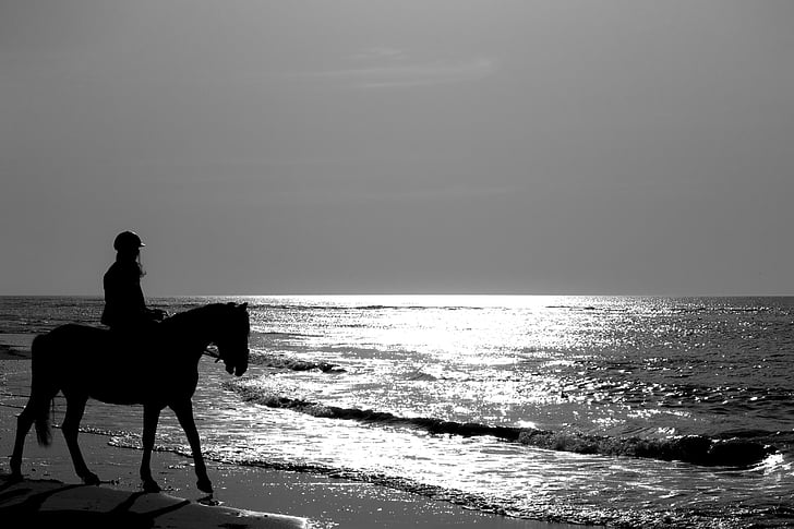 hest, jumper, havet, Beach