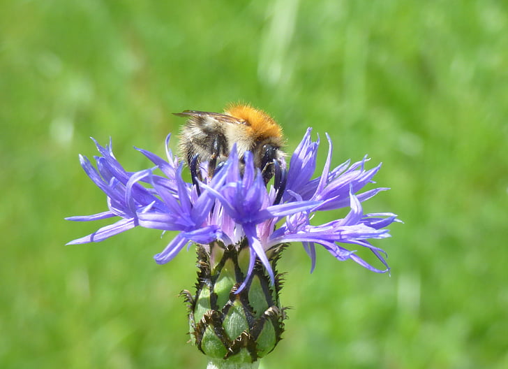 bee, insect, raindrop, nature