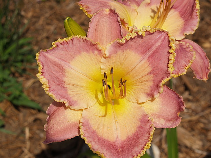 flower, daylily, pink, yellow, crinkled, garden, plant