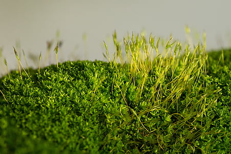 madagascar, macro, closeup, moss, nature, plant, texture