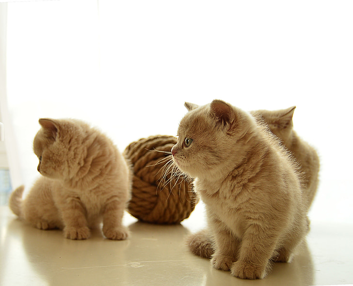 kitty, british, kitten