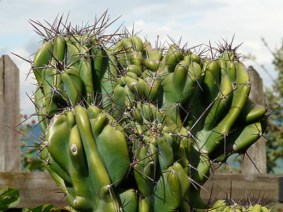 Rock kaktus, cereus peruvianus monstrosus, cereus, ørken kaktus, stikkende, grøn, pieksen
