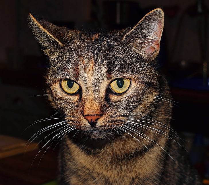 cat, domestic cat, three coloured, animal, cat's eyes, mackerel, portrait