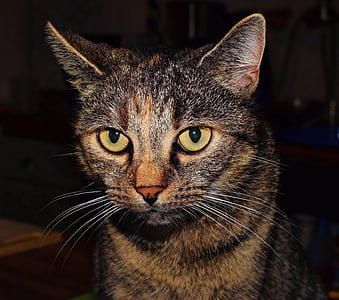 kat, binnenlandse kat, drie gekleurde, dier, de ogen van de kat, makreel, Portret
