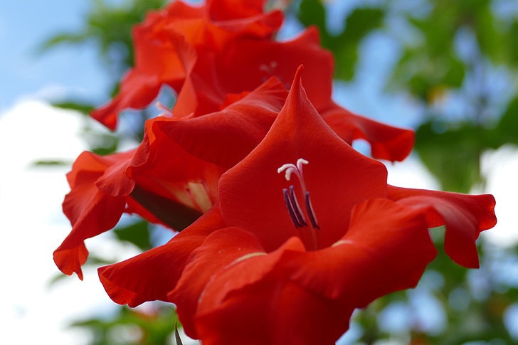 Gladiolus, anlegget, Blossom, blomst, natur, Bio, blomst