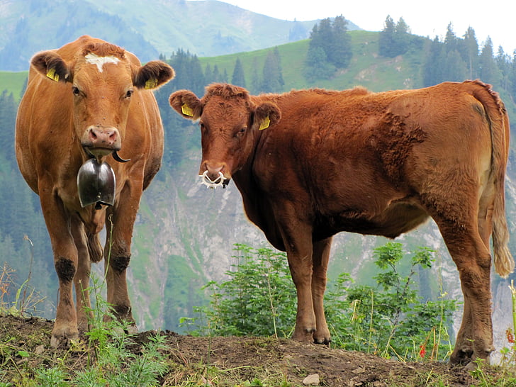 крава, теле, икономика, Швейцария, едър рогат добитък, говеждо месо, крави