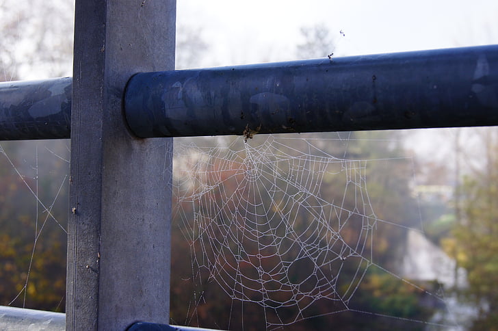 autumn, dew, cobweb, railing, cloud ready, spider Web, nature