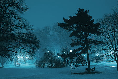 공원, 밤, 겨울, 안개, 램프, 어두운, 뮤 니 시 플