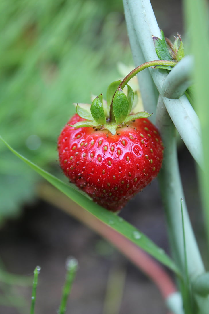 strawberry, dacha, ripe, red berry, red strawberry, ripe strawberry, ripe berry