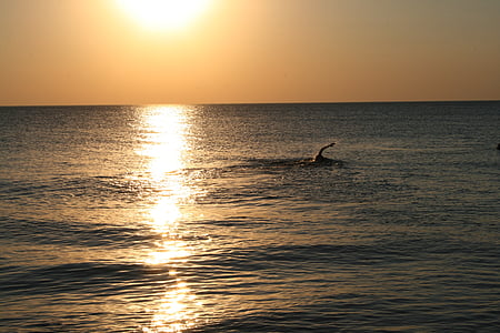 svømmer, Østersøen, vand, Ocean, havet, solen, Sunset