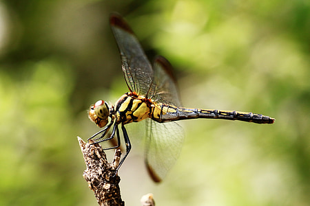 Dragonfly, anbringa, naturen, insekter, Wing, makro