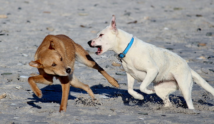 кучета, плаж, лесна победа, игра, забавно, тичам, ухапване