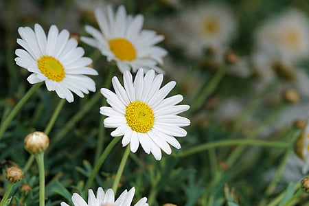 Οι μαργαρίτες, λουλούδι, άνθος, άνθιση, λευκό, Κλείστε, Φυσικά