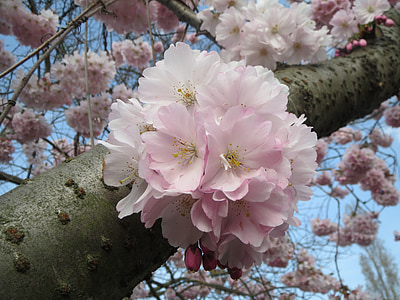 Prunus serrulata, Japanska trešnja, brdo trešnja, orijentalni trešnja, istočnoazijski trešnja, cvat, cvijet