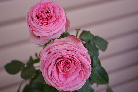 τριαντάφυλλα, ροζ, παλιάς χρονολογίας, άνθος, άνθιση, ομορφιά, φυτό