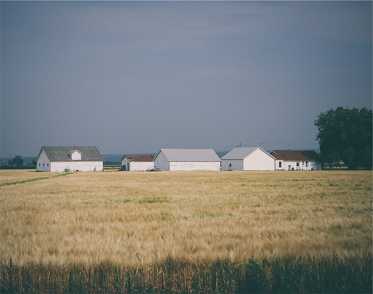 houses, field, farm, crops, fields, agriculture, rural