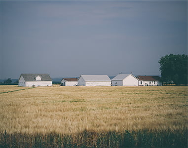 huizen, veld, boerderij, gewassen, velden, landbouw, platteland