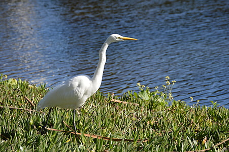 Egret, bílá, ptačí, pták