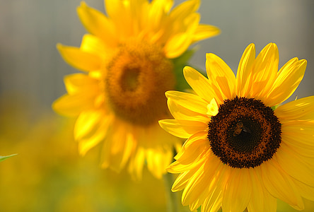saulespuķes, ziedi, dzeltena