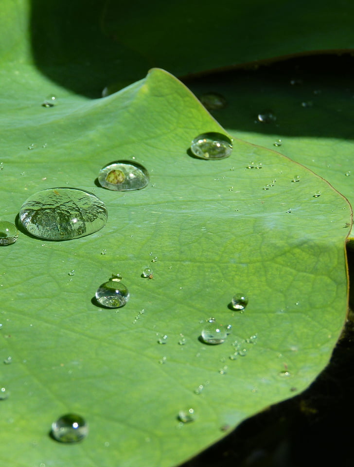Lotus učinek, kapljično, vode, struktura, kaplja dežja, pregleden, beaded