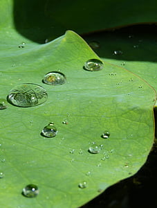 lotus effect, drip, water, structure, raindrop, transparent, beaded