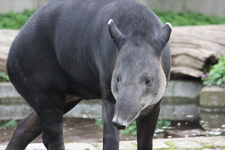 tapiiri, Zoo, nisäkäs, Proboscidea, eläinten, Luonto