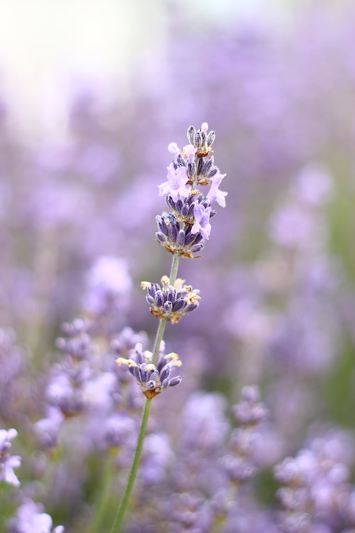 lavender, flower, summer, purple, nature, plant, outdoors