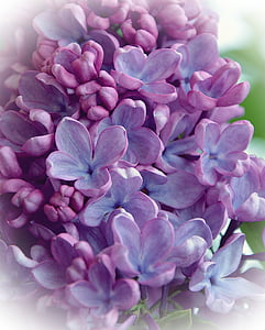 urut, kukka, kevään, Puutarha, tuoksu, Luonto, violetti