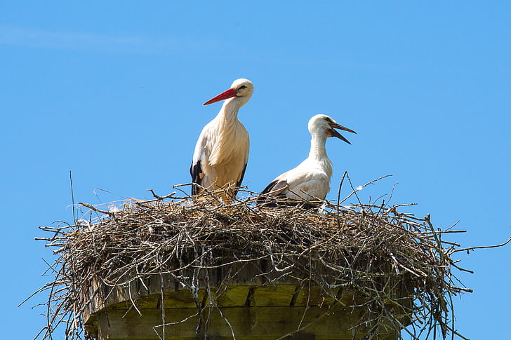 stork, nest, bird, storchennest, rattle stork, adebar