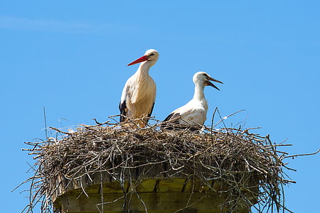 stork, nest, bird, storchennest, rattle stork, adebar