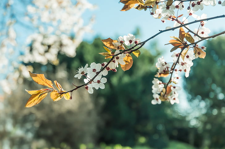 blossom, spring, nature, floral, season, blooming, blossoming