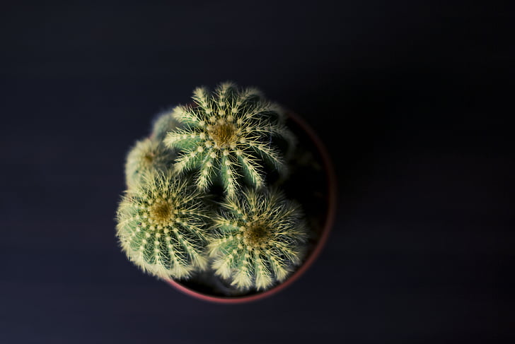 cactus, plant, spiny, nature, close-up