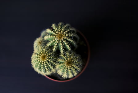 kaktusz, növény, tüskés, természet, közeli kép: