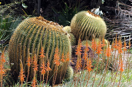 cactus, naturaleza, desierto, suculenta, planta, flora, verde