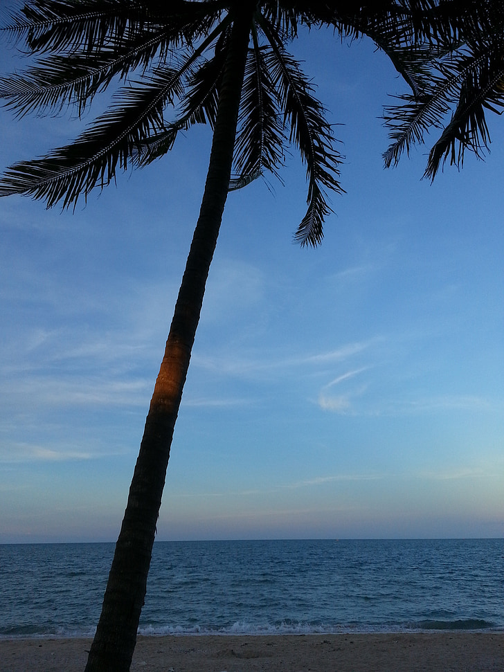 kookospähkinä puu, Beach, puu, Sea, Luonto, Tropical