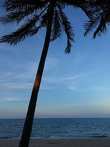 kokosriekstu koks, pludmale, koks, jūra, daba, tropu