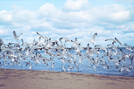นกนางนวลทะเล, นกนางนวล, ทะเลสาบ, มีเที่ยวบิน, นก, ทะเล, นางนวล