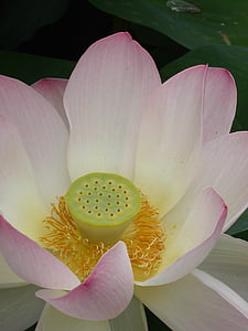 flores, Lotus, flor, floración, flor de loto, naturaleza, planta acuática