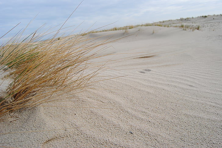 Spiekeroog, duny, Severní moře, Beach grass, pláž, písek