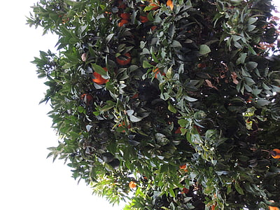 puu, mandariinit, kasvit