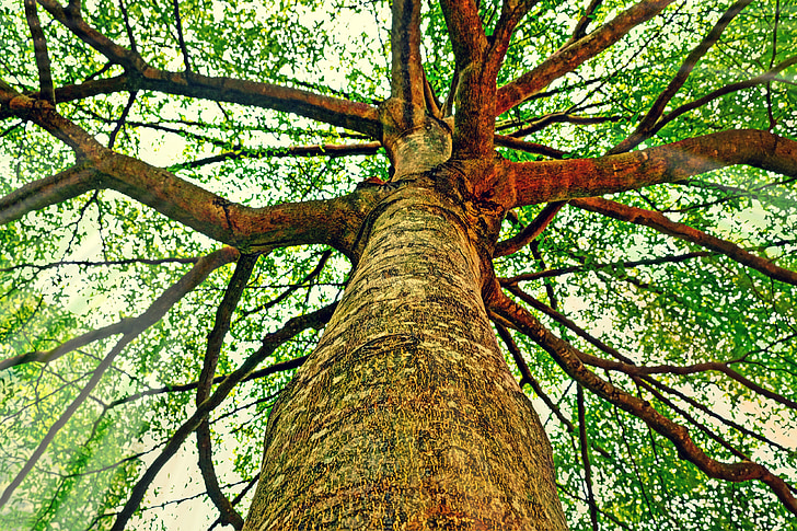 albero, tronco, corteccia, rami, foglie, natura