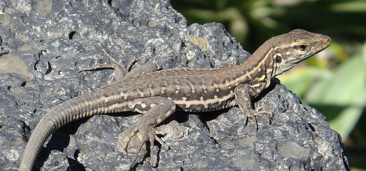 animal, llangardaix, rèptil, Roca, rèptils, Dragó, Tenerife