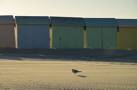 Seagull, Playa, pájaro, arena, Gaviota