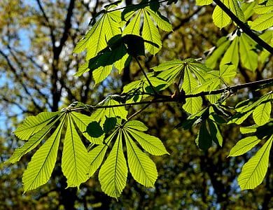 parku, listoví, strom, jaro, Příroda, slunce, list