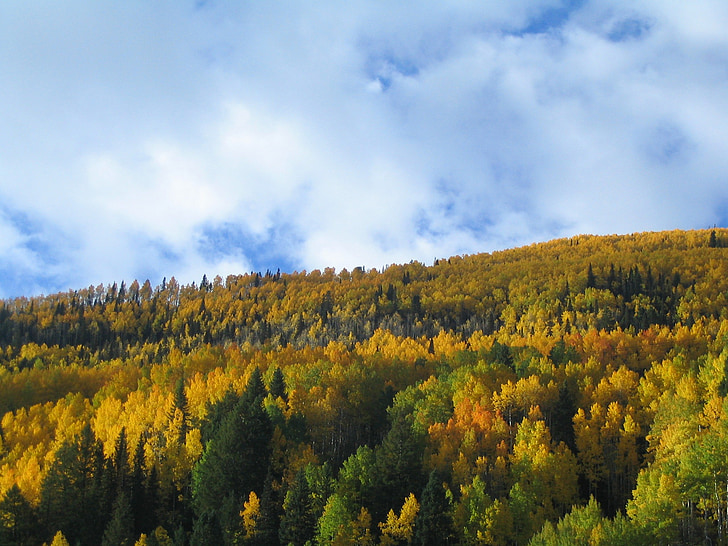 musim gugur, pohon, warna musim gugur, langit, awan, warna musim gugur, pohon