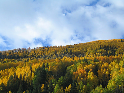 syksyllä, puut, syksyn värejä, taivas, pilvi, Ruska, puu