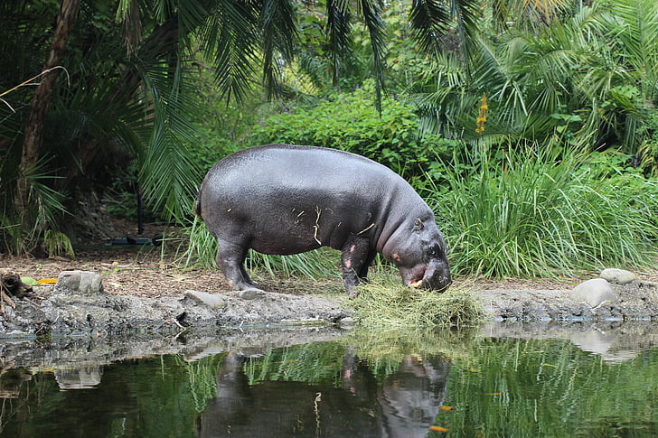 Hippo, zoologijos sodas, gyvūnų