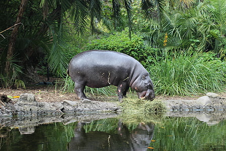 hipopótamo, jardim zoológico, animal